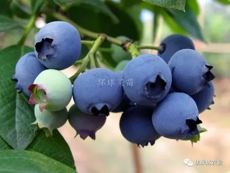 上海借卵公司（蓝莓种植栽培管理技术）
